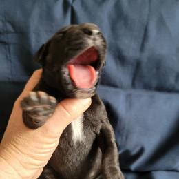 Female 3 - Black female Great Dane puppy in Columbia Stat, Ohio from Rocky Road Chocolate Danes
