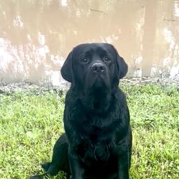 Pop - Labrador Retriever