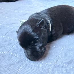 Grey collar - Black male Scottish Terrier puppy in Puyallup, Washington from Rainier Scotties