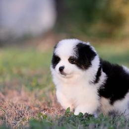 Titus - Black tri male Toy Australian Shepherd puppy in Georgetown, Texas from Minikin Manor