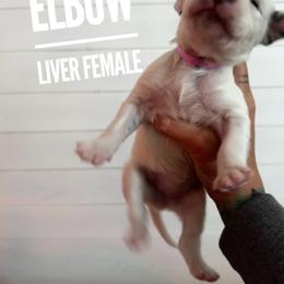 Elbow - White and liver brown female Dalmatian puppy in Stanchfield, Minnesota from Darling Dalmatians