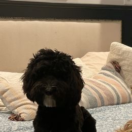 Australian Labradoodles from The Kennels at Calls Creek