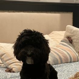 Australian Labradoodles from The Kennels at Calls Creek