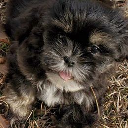 Shih Tzus from Heartland