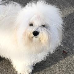 Bologneses from Elfin Bolognese