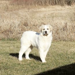 Great Pyrenees Puppies from Empyre Great Pyrenees