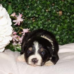 Charm - Black tri-color female Australian Shepherd puppy in Placerville, California from BFF Aussies