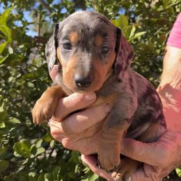 Puppy 2 - Black and tan male Dachshund puppy in Riverside, California from Saddle Up Dachshunds