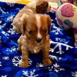 Titus - Ruby male Cavalier King Charles Spaniel puppy in Eatonton, Georgia from TNT Puppies