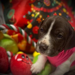 Pink collar - Liver and white female German Shorthaired Pointer puppy in Hardeman County, Tennessee from Howell Farm GSP