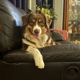 Bebe - Miniature American Shepherd