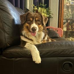 Bebe - Miniature American Shepherd