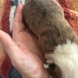Liberty - Brindle and white female American Corgi puppy in Michigan from Enok Corgis