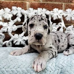 Goryo - Merle male Great Dane puppy in Arlington, Texas from Scoober Danes