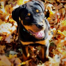 Rottweiler Puppies from Gregory Mulkeys Rottweilers