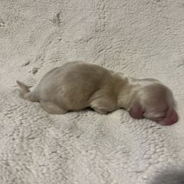 Dachshund Puppies from Monica’s Treasured Dachshunds