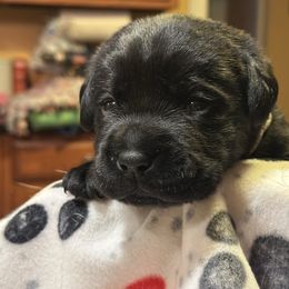 Boy 3 - Black male Labrador Retriever puppy in Fitchburg, Massachusetts from Sunny Hill Farm Labradors