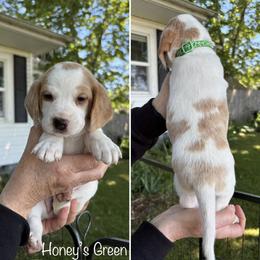 Honeys Green - Lemon and white female Beagle puppy in Brownsville, Oregon from Beagles on the Run