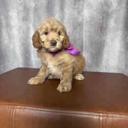 Purple collar female - Apricot female Goldendoodle puppy in Piedmont, South Carolina from The Farm at Saluda Ridge