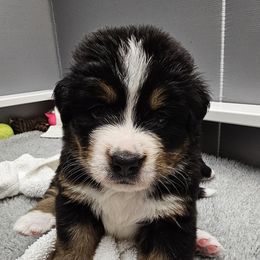 Bernese Mountain Dog Puppies from Jill Stahl Tyler