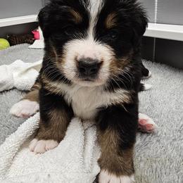 Bernese Mountain Dog Puppies from Jill Stahl Tyler