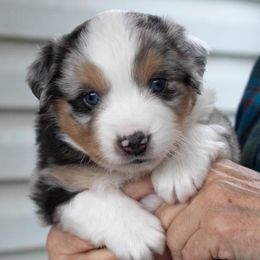 Miniature American Shepherd Puppies from Stones River Mini American Shepherds
