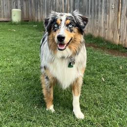 Cassie - Australian Shepherd