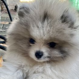 Pomeranian Puppies from TiaZ Poms