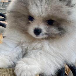 Pomeranian Puppies from TiaZ Poms