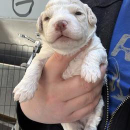 Gray Boy - Orange male Lagotto Romagnolo puppy in Chicago, Illinois from Midwest Lagotto Romagnolo