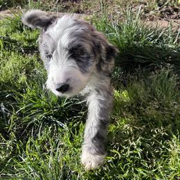 Aussiedoodle, Australian Shepherd, and Poodle Puppies from Love my doodles/ Aussiedoodle love