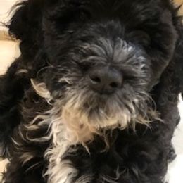 Portuguese Water Dog Puppies from Presidio PWDs