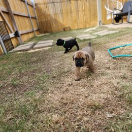 Cane Corso Puppies from Rosalez Kennel