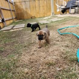 Cane Corso Puppies from Rosalez Kennel