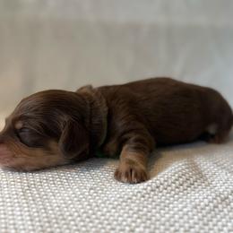Colin - Chocolate and tan male Dachshund puppy in Greenfield Center, New York from Ridgeview Springers & Dachshunds
