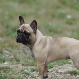 Chanel - French Bulldog