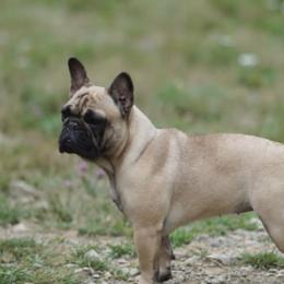 Chanel - French Bulldog