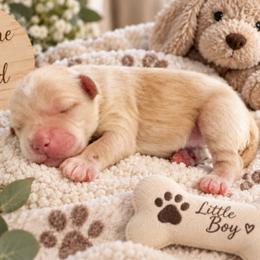 Cavapoo puppies from Colorful-K9'S