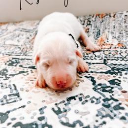 Rosemary - White female Great Pyrenees puppy in New Palestine, Indiana from Hitchcock Homestead