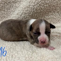 Boy 6 - Blue brindle male American Pit Bull Terrier puppy in Nine Mile Falls, Washington from Bartin Kennels