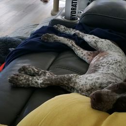 German Shorthaired Pointer All Grown Up from Third Coast Pointers