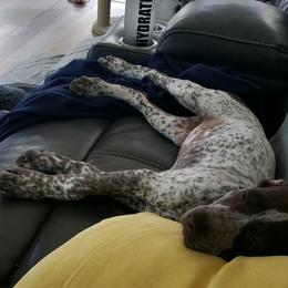 German Shorthaired Pointer All Grown Up from Third Coast Pointers