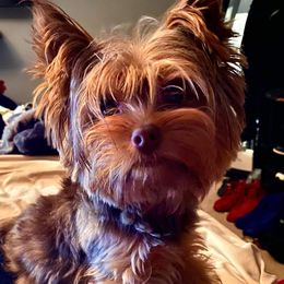 Teddy - Yorkshire Terrier