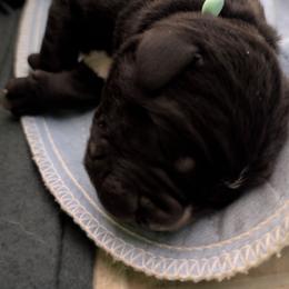 Aqua collar - Black female Cane Corso puppy in Va Beach, Virginia from Guardian Corso's