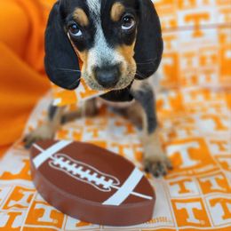 Bluetick Coonhound and Labrador Retriever Puppies from Five Oaks Retreat