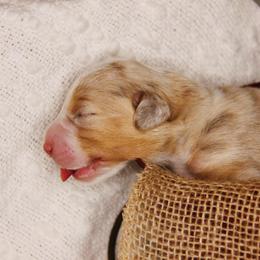 Australian Shepherd Puppies from Cooper Ridge Aussies