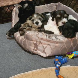 Miniature Schnauzer Puppies from Dees Schnauzers