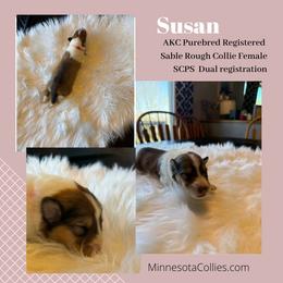 Susan - Sable and white female Collie puppy in Plato, Minnesota from Minnesota Collies