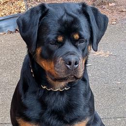 Rottweiler Puppies from Scottline kennelz