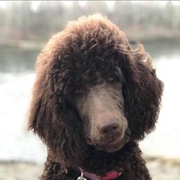 Poodle All Grown Up from Genesis Poodles